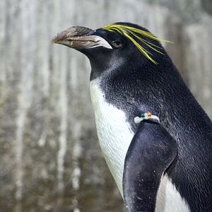 Macaroni Penguin (Eudyptes chrysolophus)