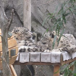 snow leopards cuddling