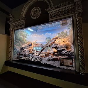 Jamaican Iguana enclosure