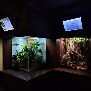 Leaf frog and boa enclosures