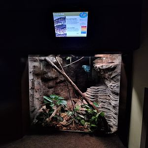 Jamaican boa enclosure