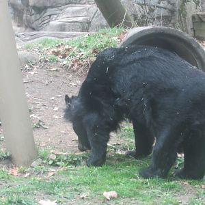 Asian black bear