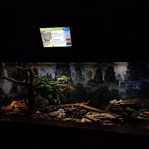 Mangshan Pitviper Exhibit