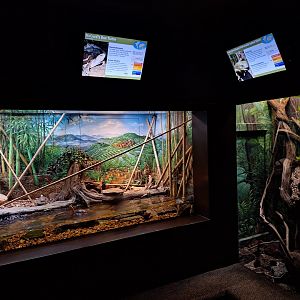 McCord's box turtle and Prehensile-tailed skink enclosures