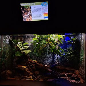 Mountain Chicken enclosure