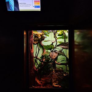 Smallwood's Anole enclosure