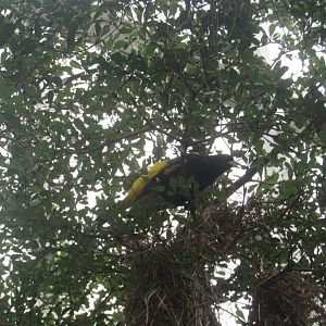 yellow-rumped cacique