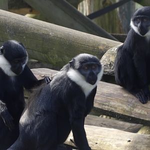 L’Hoest Monkeys - Tumba, Masindi & Bikonzi