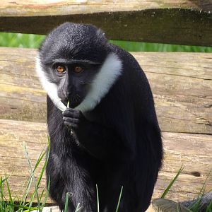 L’Hoest Monkey - Tumba