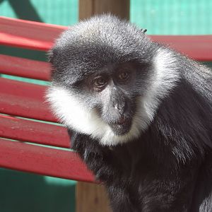 L’Hoest Monkey - Patricia