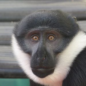 L’Hoest Monkey - Kanye