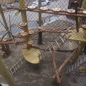 outdoor red panda enclosure