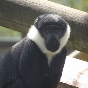 L’Hoest Monkey - Gimini