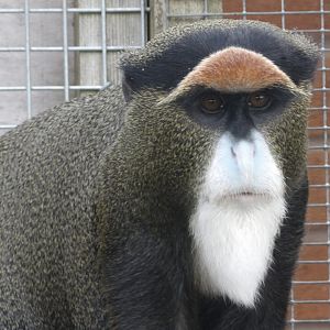 De Brazza’s Monkey - Abeeku