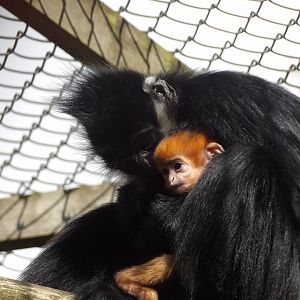 Francois Langurs - Pak Choi and Infant