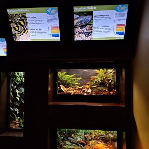 Ratsnake and mountain pitviper enclosures