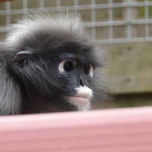 Dusky Langur - Casey
