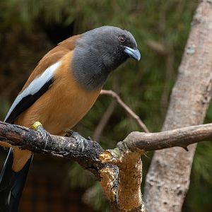 Rufous treepie (Dendrocitta vagabunda)