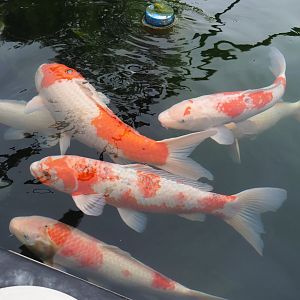 Koi (Cyprinus rubrofuscus), 2023-08-17