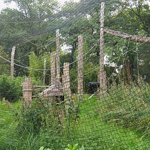 Ring-tailed lemur exhibit in the entrance area, 2023-08-17