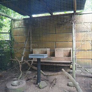 Golden pheasant aviary in the entrance area - Nesting area, 2023-08-17