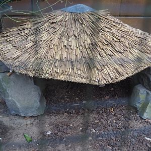 Golden pheasant shelter, 2023-08-17