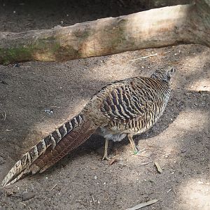 Golden pheasant (Chrysolophus pictus)