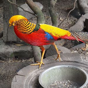 Golden pheasant (Chrysolophus pictus), 2023-08-17