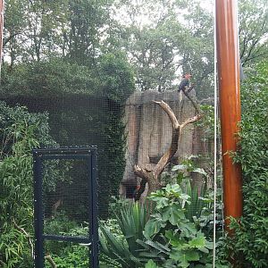 Rufous hornbill aviary, 2023-08-17