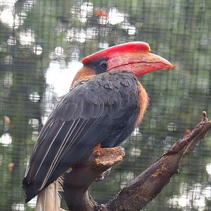 Rufous hornbill (Buceros hydrocorax), 2023-08-17