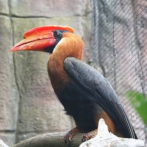 Rufous hornbill (Buceros hydrocorax), 2023-08-17