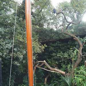 Sulawesi knobbed hornbill aviary, 2023-08-17