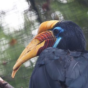 Sulawesi knobbed hornbill (Rhyticeros cassidix), 2023-08-17