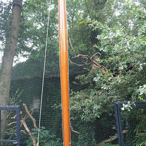 Javan rhinoceros hornbill aviary, 2023-08-17