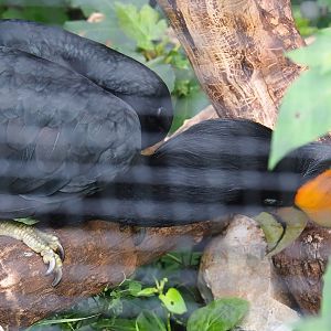 Javan rhinoceros hornbill (Buceros rhinoceros silvestris), 2023-08-17