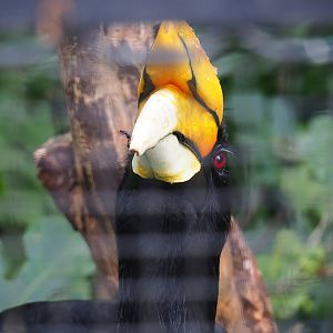 Javan rhinoceros hornbill (Buceros rhinoceros silvestris), 2023-08-17