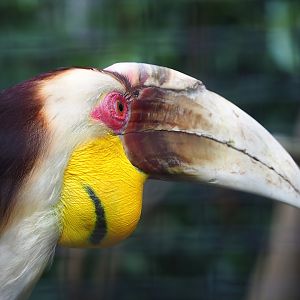 Wreathed hornbill (Rhyticeros undulatus), 2023-08-17