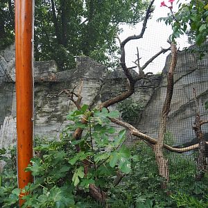 Great hornbill aviary, 2023-08-17