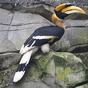 Great hornbill (Buceros bicornis), 2023-08-17