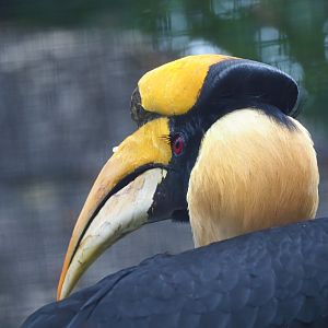 Great hornbill (Buceros bicornis), 2023-08-17
