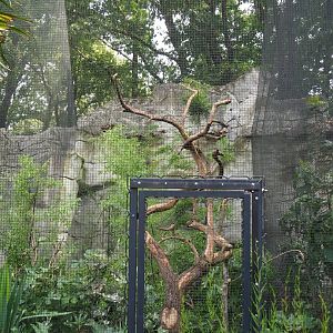 Wrinkled hornbill aviary, 2023-08-17