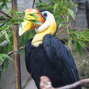 Wrinkled hornbill (Rhabdotorrhinus corrugatus), 2023-08-17
