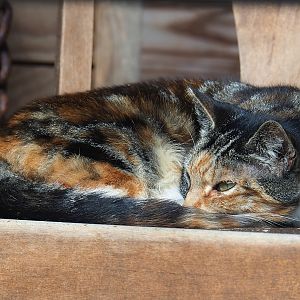 Domestic cat (Felis catus), 2023-08-17