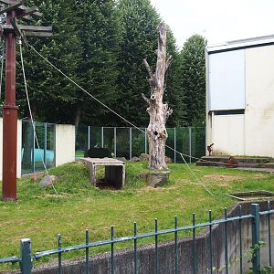 Bornean orangutan outdoor exhibit, 2023-08-17