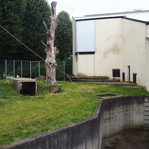 Bornean orangutan outdoor exhibit, 2023-08-17