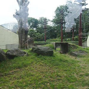 Bornean orangutan outdoor exhibit, 2023-08-17