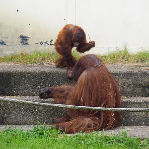 Bornean orangutans (Pongo pygmaeus), 2023-08-17