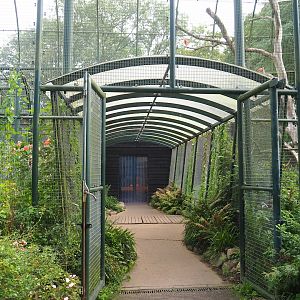 Urucu aviary tunnel, 2023-08-17