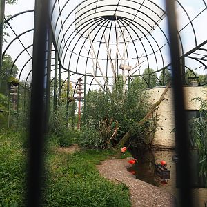 Urucu aviary, 2023-08-17