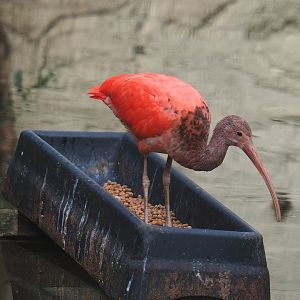 Juvenile Scarlet ibis (Eudocimus ruber), 2023-08-17